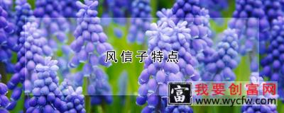 风信子特点