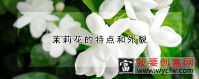 茉莉花的特点和外貌