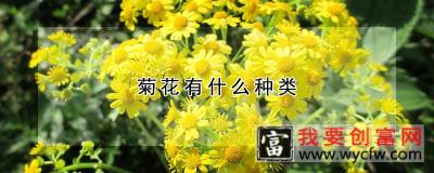 菊花有什么种类