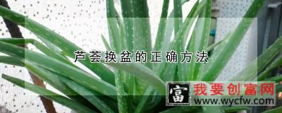 芦荟换盆的正确方法