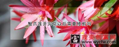 蟹爪莲开完花以后需要修剪吗