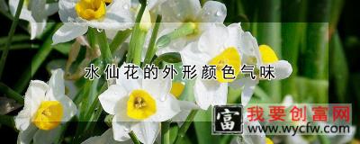 水仙花的外形颜色气味