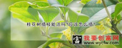 桂花树插枝能活吗?应该怎么插?