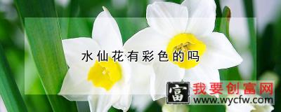 水仙花有彩色的吗