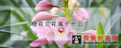 樱花兰花属于什么兰