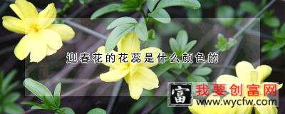 迎春花的花蕊是什么颜色的