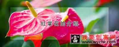 红掌花的介绍