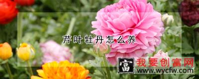 芹叶牡丹怎么养