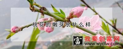 桃花的嫩芽长什么样