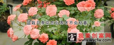 盆栽月季花怎么养才不会枯萎