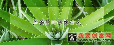 芦荟的叶子像什么