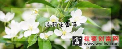 茉莉花香吗