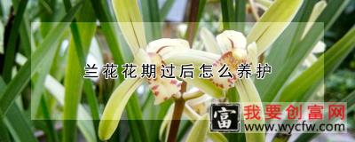 兰花花期过后怎么养护