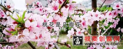 桃花是几瓣花