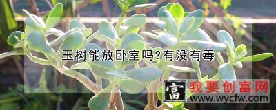 玉树能放卧室吗？有没有毒