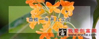 血桂一年开几次花