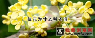 桂花为什么叫木樨