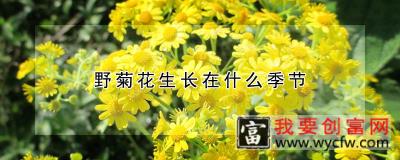 野菊花生长在什么季节