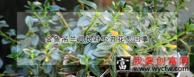 金鱼吊兰只长叶不开花怎回事