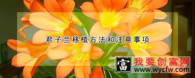 君子兰移植方法和注意事项