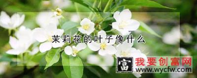 茉莉花的叶子像什么