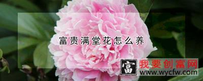 富贵满堂花怎么养