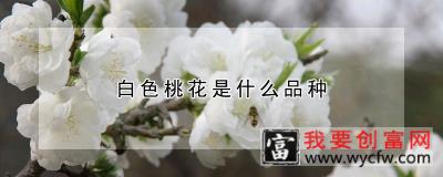 白色桃花是什么品种