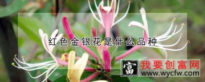 红色金银花是什么品种