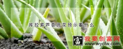 库拉索芦荟开花预示着什么