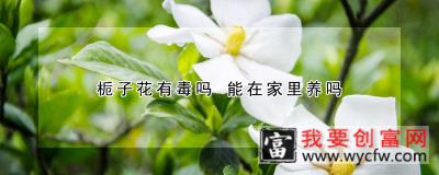 栀子花有毒吗 能在家里养吗