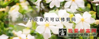 栀子花春天可以修剪吗