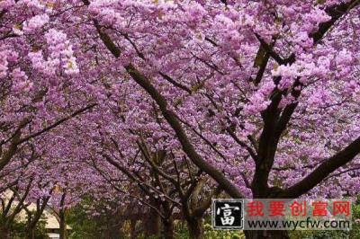 樱花树怎样培育幼苗