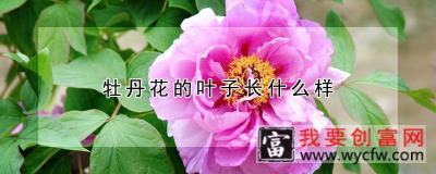 牡丹花的叶子长什么样