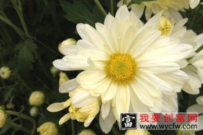 菊花怎么修剪残花