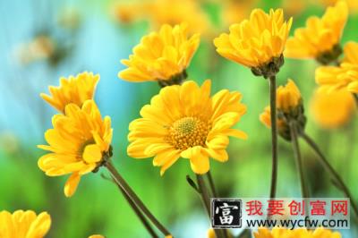 菊花施肥在什么季节