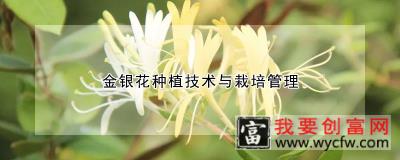 金银花种植技术与栽培管理