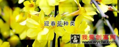 迎春花种类