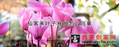 仙客来叶子卷曲怎么回事