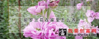 紫罗兰花在家里怎么养