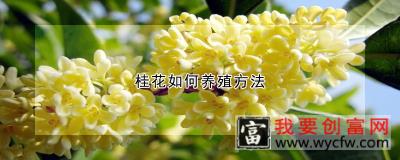 桂花如何养殖方法