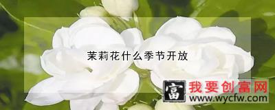 茉莉花什么季节开放