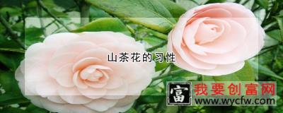 山茶花的习性