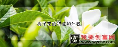 栀子花的特点和外貌