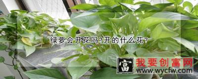 绿萝会开花吗？开的什么花？