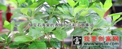 绿宝石海棠的养殖方法和注意事项