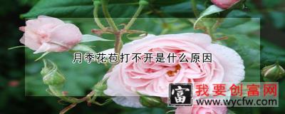 月季花苞打不开是什么原因