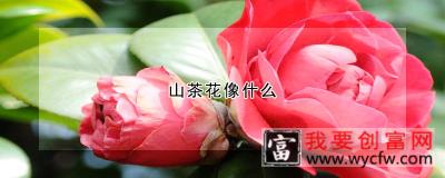 山茶花像什么