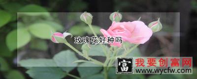 玫瑰花好种吗