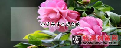 茶花是什么颜色的