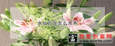 水仙百合怎么水养